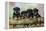 Rottweiler Puppies in a Row Looking over Log-null-Framed Premier Image Canvas