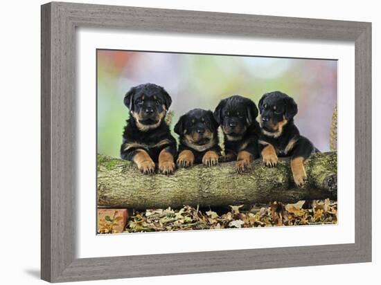 Rottweiler Puppies in a Row Looking over Log-null-Framed Photographic Print