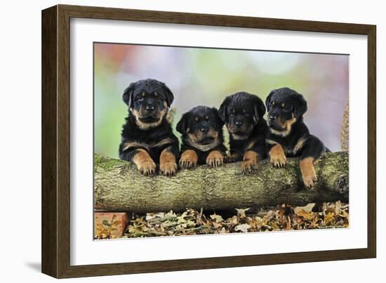 Rottweiler Puppies in a Row Looking over Log-null-Framed Photographic Print