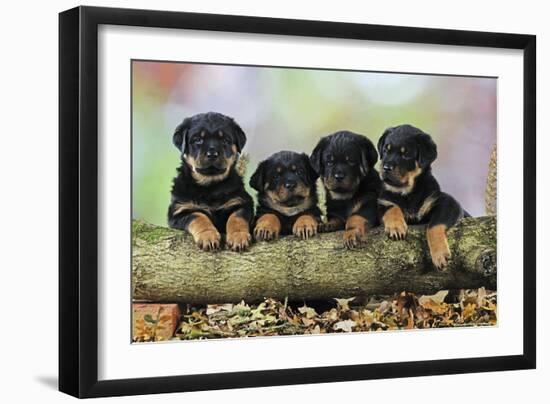 Rottweiler Puppies in a Row Looking over Log-null-Framed Photographic Print