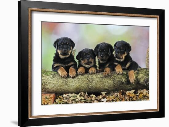 Rottweiler Puppies in a Row Looking over Log-null-Framed Photographic Print