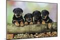 Photographic Print