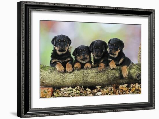 Rottweiler Puppies in a Row Looking over Log-null-Framed Photographic Print