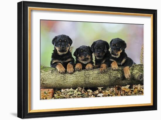 Rottweiler Puppies in a Row Looking over Log-null-Framed Photographic Print