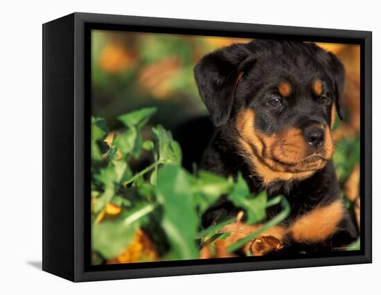 Rottweiler Puppy in Grass-Adriano Bacchella-Framed Premier Image Canvas