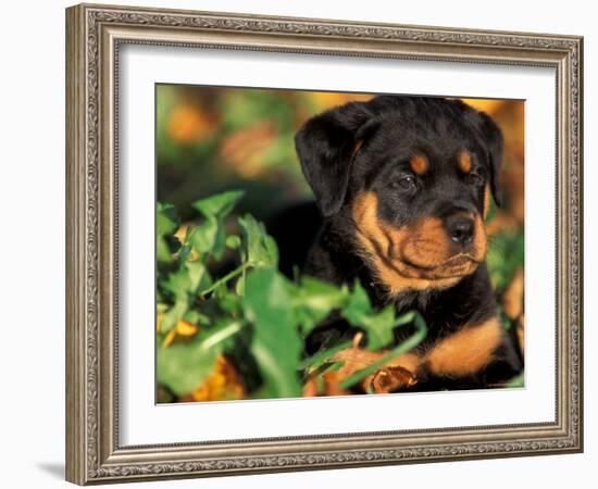 Rottweiler Puppy in Grass-Adriano Bacchella-Framed Photographic Print