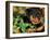 Rottweiler Puppy in Grass-Adriano Bacchella-Framed Photographic Print