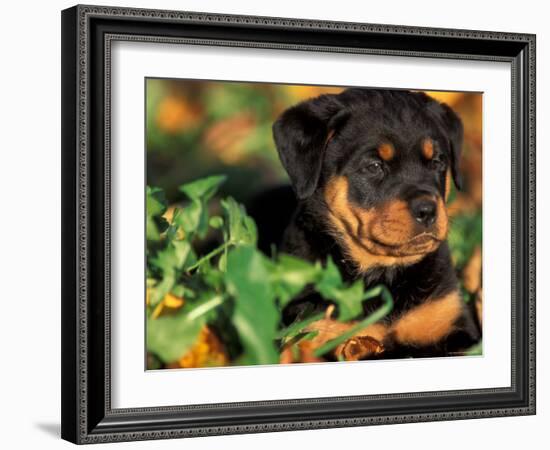 Rottweiler Puppy in Grass-Adriano Bacchella-Framed Photographic Print