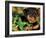 Rottweiler Puppy in Grass-Adriano Bacchella-Framed Photographic Print