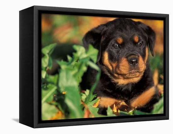 Rottweiler Puppy in Leaves-Adriano Bacchella-Framed Premier Image Canvas