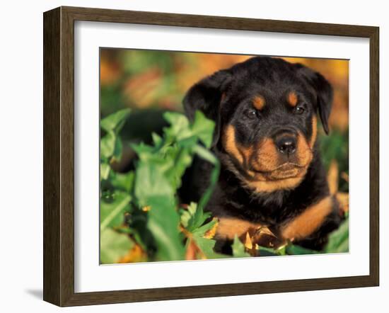 Rottweiler Puppy in Leaves-Adriano Bacchella-Framed Photographic Print