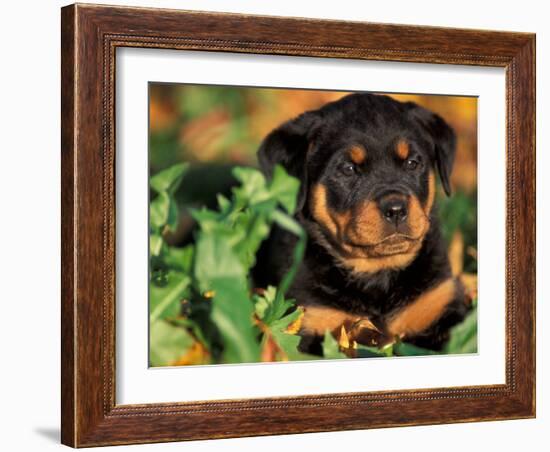 Rottweiler Puppy in Leaves-Adriano Bacchella-Framed Photographic Print