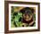 Rottweiler Puppy in Leaves-Adriano Bacchella-Framed Photographic Print