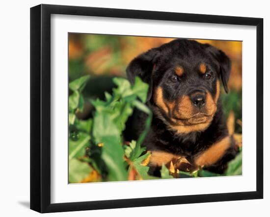 Rottweiler Puppy in Leaves-Adriano Bacchella-Framed Photographic Print