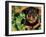 Rottweiler Puppy in Leaves-Adriano Bacchella-Framed Photographic Print