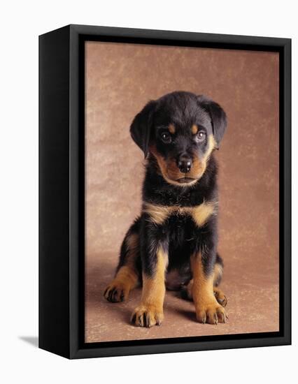 Rottweiler Puppy-Jim Craigmyle-Framed Premier Image Canvas