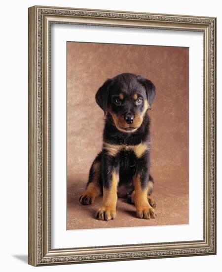 Rottweiler Puppy-Jim Craigmyle-Framed Photographic Print