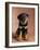 Rottweiler Puppy-Jim Craigmyle-Framed Photographic Print