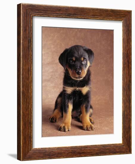 Rottweiler Puppy-Jim Craigmyle-Framed Photographic Print