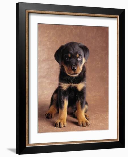 Rottweiler Puppy-Jim Craigmyle-Framed Photographic Print