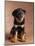 Rottweiler Puppy-Jim Craigmyle-Mounted Photographic Print