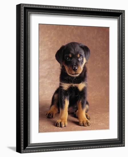 Rottweiler Puppy-Jim Craigmyle-Framed Photographic Print