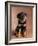 Rottweiler Puppy-Jim Craigmyle-Framed Photographic Print