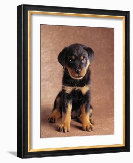 Rottweiler Puppy-Jim Craigmyle-Framed Photographic Print