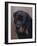 Rottweiler Solo-Karie-Ann Cooper-Framed Giclee Print