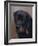 Rottweiler Solo-Karie-Ann Cooper-Framed Giclee Print