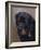 Rottweiler Solo-Karie-Ann Cooper-Framed Giclee Print