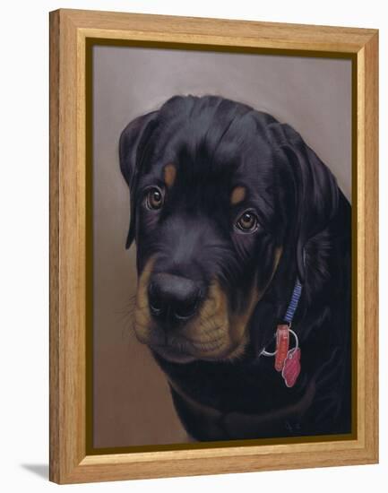 Rottweiler Solo-Karie-Ann Cooper-Framed Premier Image Canvas