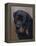 Rottweiler Solo-Karie-Ann Cooper-Framed Premier Image Canvas