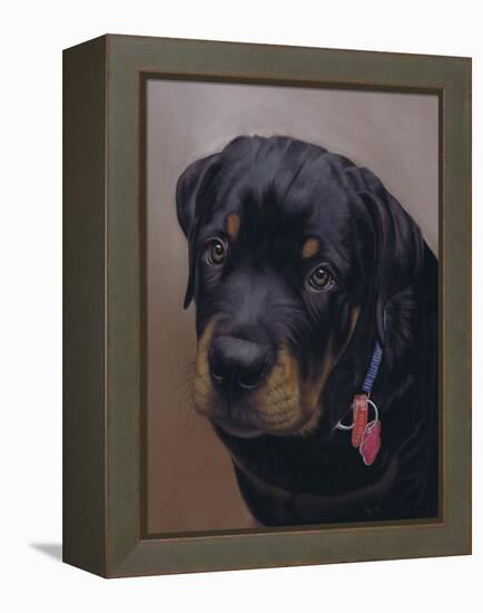 Rottweiler Solo-Karie-Ann Cooper-Framed Premier Image Canvas