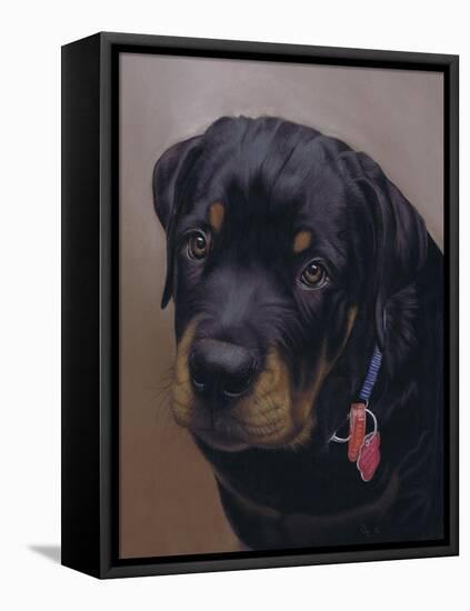 Rottweiler Solo-Karie-Ann Cooper-Framed Premier Image Canvas