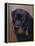 Rottweiler Solo-Karie-Ann Cooper-Framed Premier Image Canvas