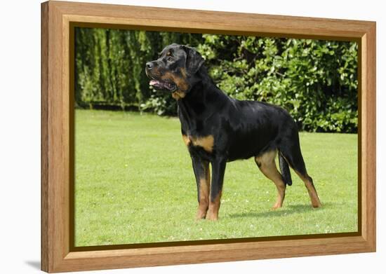 Rottweiler Standing on Grass-null-Framed Premier Image Canvas