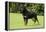 Rottweiler Standing on Grass-null-Framed Premier Image Canvas