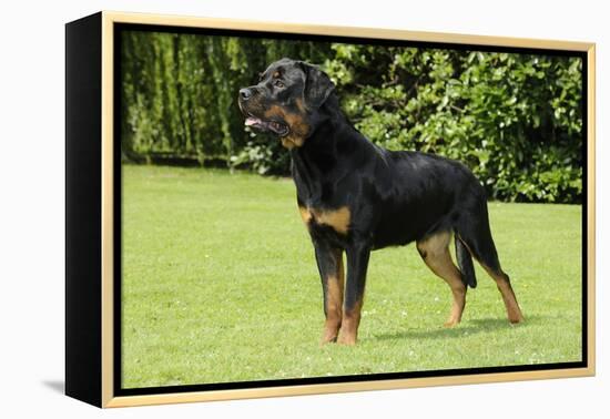 Rottweiler Standing on Grass-null-Framed Premier Image Canvas