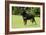 Rottweiler Standing on Grass-null-Framed Photographic Print