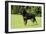 Rottweiler Standing on Grass-null-Framed Photographic Print