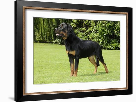 Rottweiler Standing on Grass-null-Framed Photographic Print