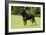 Rottweiler Standing on Grass-null-Framed Photographic Print