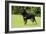 Rottweiler Standing on Grass-null-Framed Photographic Print