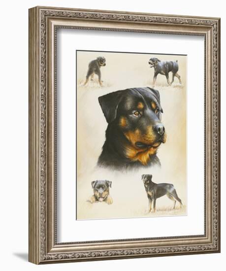 Rottweiler-Libero Patrignani-Framed Art Print