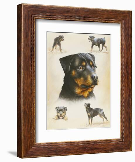 Rottweiler-Libero Patrignani-Framed Art Print