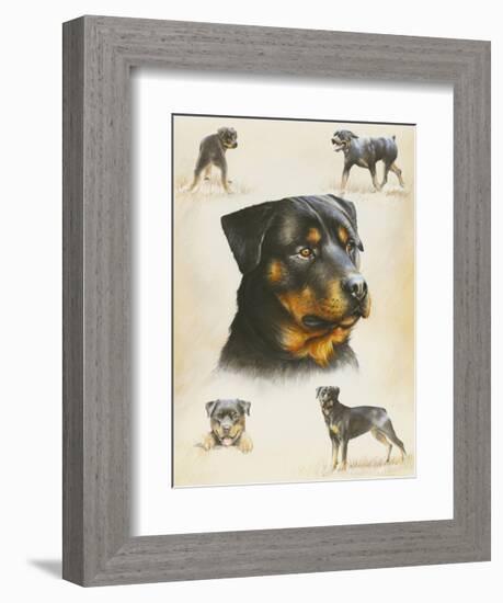 Rottweiler-Libero Patrignani-Framed Art Print