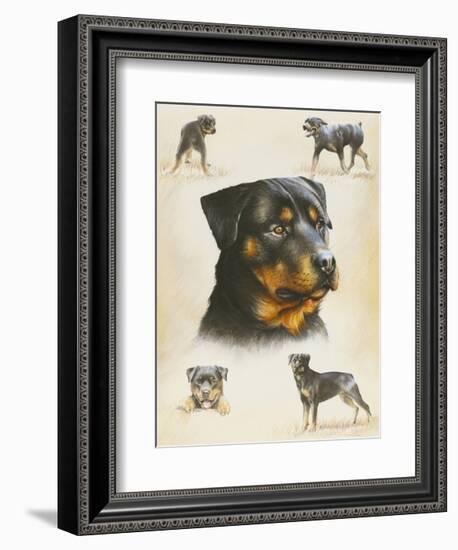 Rottweiler-Libero Patrignani-Framed Art Print