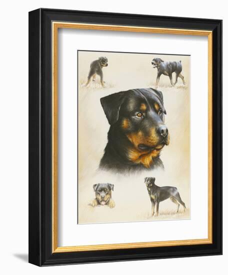 Rottweiler-Libero Patrignani-Framed Art Print