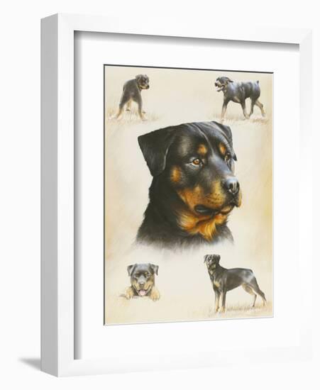 Rottweiler-Libero Patrignani-Framed Art Print